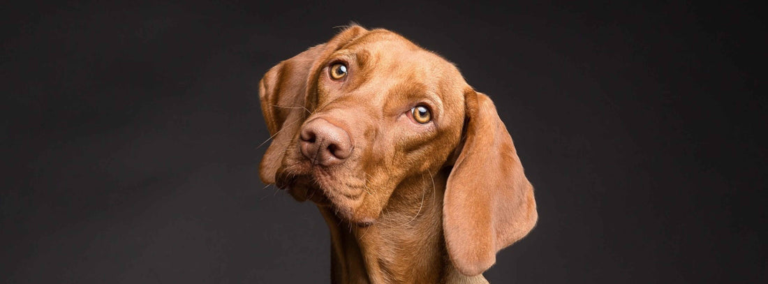 Scheinbar seltsames Hundeverhalten