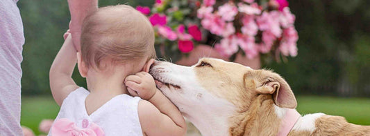 7 Zeichen, dass Ihr Hund Sie liebt! Warum Fürsorge diese Liebe sichtbar macht!