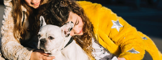 Hundediebstahl: Wie Sie Ihren Hund besser schützen können