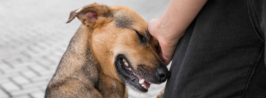 Mein Hund leckt mich – was bedeutet dieses Verhalten?