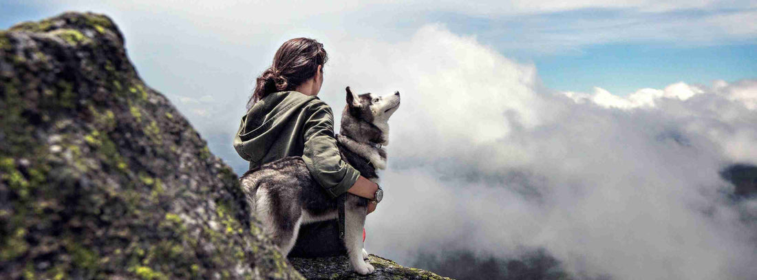 Ein Tag im Leben eines Haustierbesitzers auf Reisen