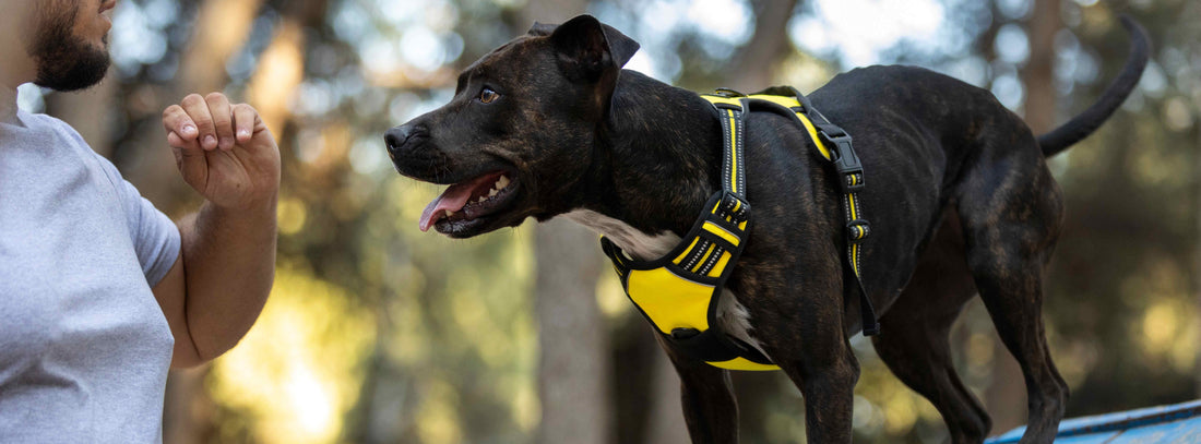 Testbericht: Tractive GPS Tracker DOG 4