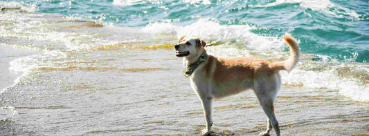 Hund am Strand in Norddeutschland