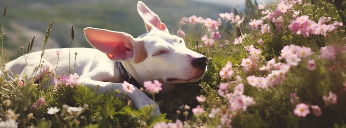 Spaziergang mit Hund im Frühling: So werden Gassirunden wieder entspannt, sinnvoll und schön