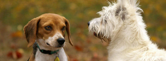 Hund läuft steif?  Was hilft bei steifen Gelenken beim Hund am schnellsten?