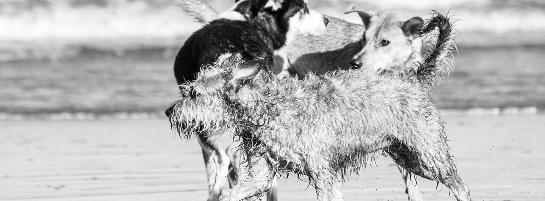 Erwachsene Hunde erziehen – so klappt’s Schritt für Schritt