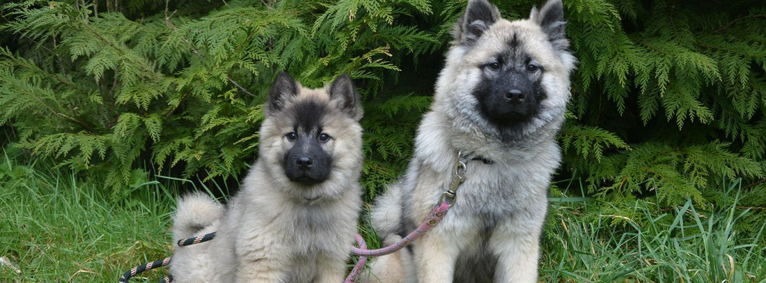 Paarungsverhalten von Hunden