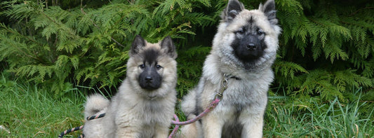 Paarungsverhalten von Hunden