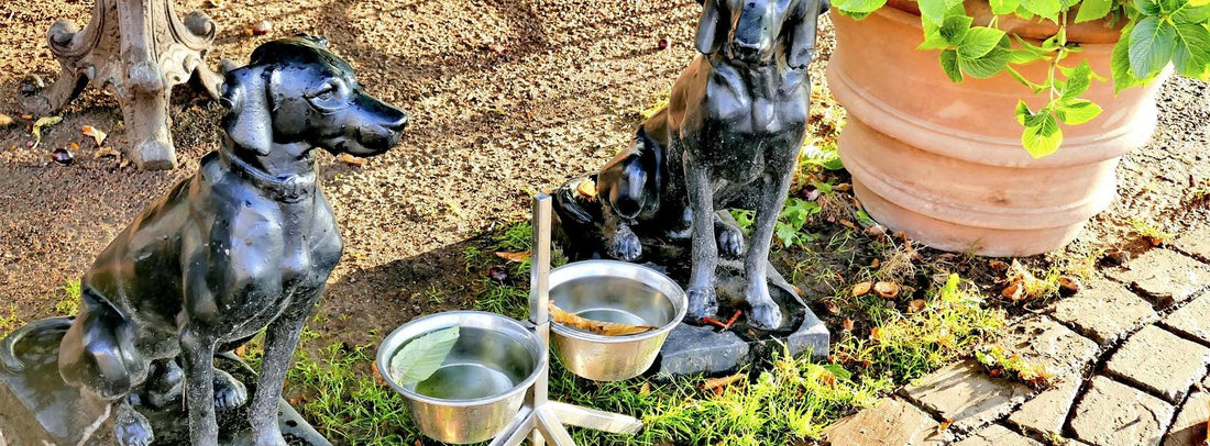 Hundebett & Napf richtig auswählen – Wohlfühlausstattung für verantwortungsvolle Hundehalter