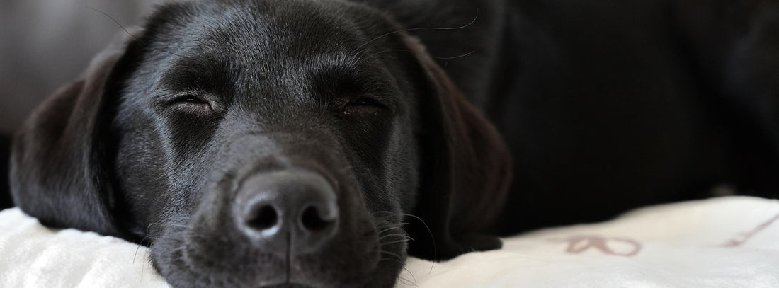 Arthritis beim Hund – Ursachen, Symptome & Hilfe
