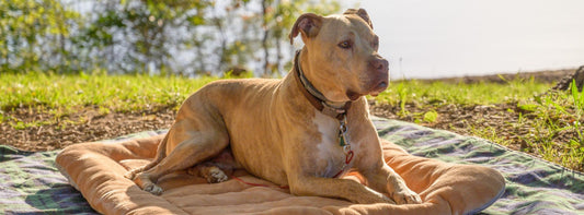 Wohin legt sich Ihr großer Hund, wenn der Tag zu Ende geht?