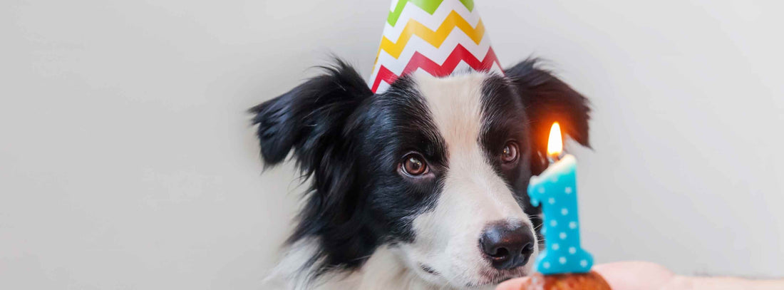 Hundegeburtstag: Unvergessliche Ideen für die perfekte Feier