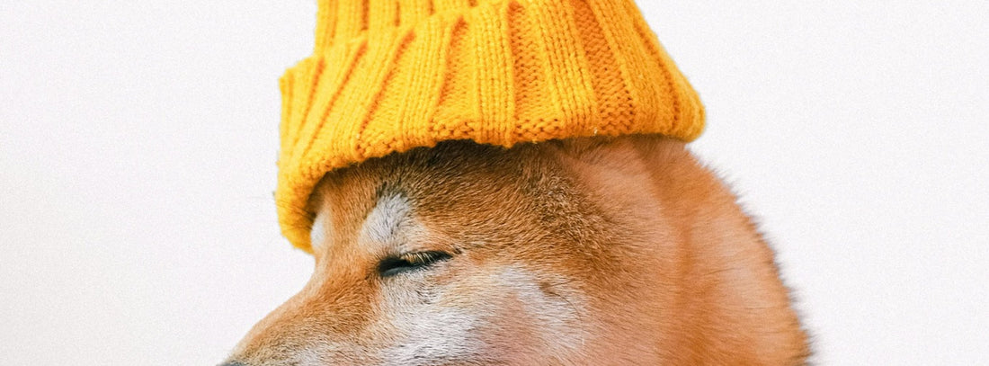Hundemantel, Hundeschuhe & Hundebekleidung Sinnvoller Schutz oder unnötiges Accessoire?
