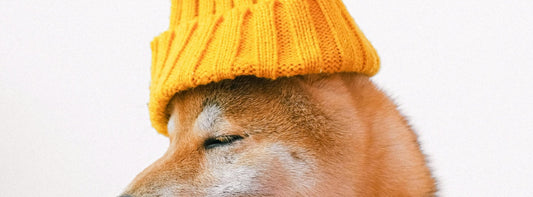 Hundemantel, Hundeschuhe & Hundebekleidung Sinnvoller Schutz oder unnötiges Accessoire?