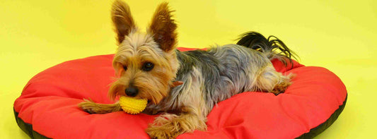 Hundekorb, Hundebett oder Hundekissen 