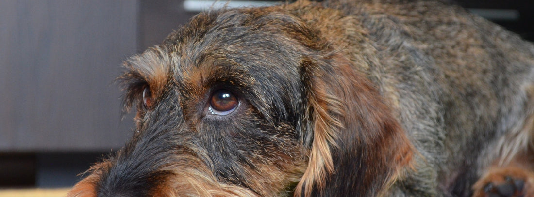 6 gute Gründe für einen Hund als Haustier Warum ein Hund mehr ist als ein Haustier 