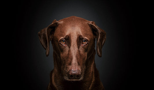 Hunde-Update 2026: Training, Pflichten  bewusste Ernährung