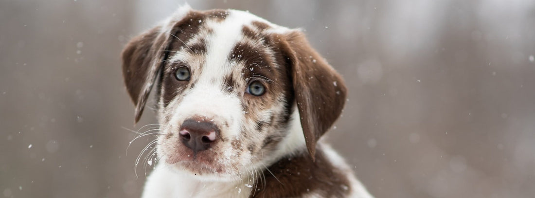 Mit der richtigen Grundausstattung zum eigenen Hund 8 Fragen: Bin ich bereit für einen eigenen Hund?