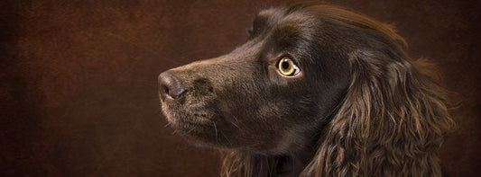 Welcher Hund passt zu mir?  Größe, Charakter &amp; Hundetypen im Überblick