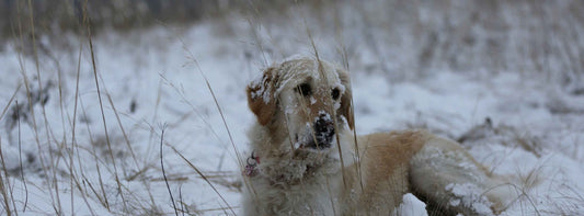 Hund frisst Schnee!   Wann es harmlos ist und wann Sie handeln sollen