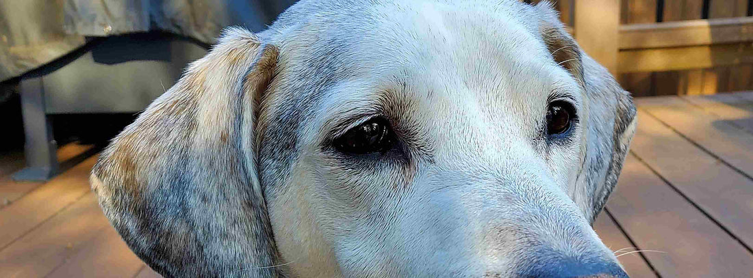 „Ein älterer Hund ist kein Kompromiss. Entdecken Sie 6 gute Gründe, warum die Adoption eines Seniorhundes – ob aus dem Tierheim oder Tierschutz – oft die beste Entscheidung Ihres Lebens ist.“
