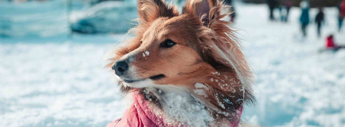 Hundemantel im Winter:  &nbsp;Braucht mein Hund das wirklich?
