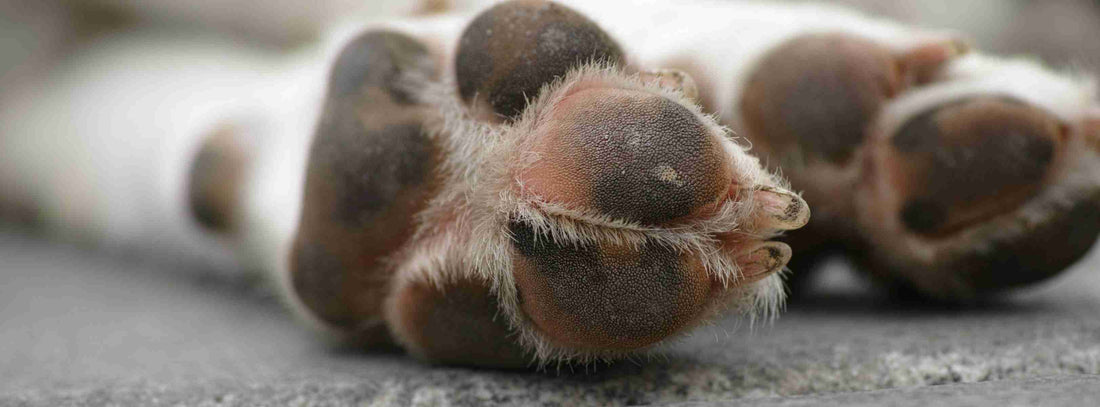 Hundekrallen schneiden – so kürzen Sie sicher und stressfrei