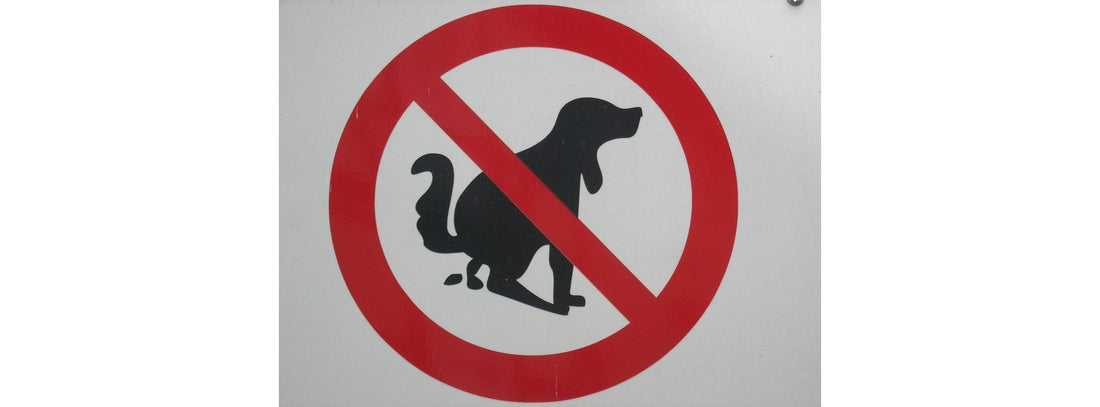 Hundekot richtig entsorgen – Verantwortung zeigen & Ärger vermeiden