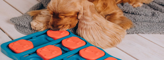 Intelligenzspiele für Hunde: Mehr als nur Spielerei