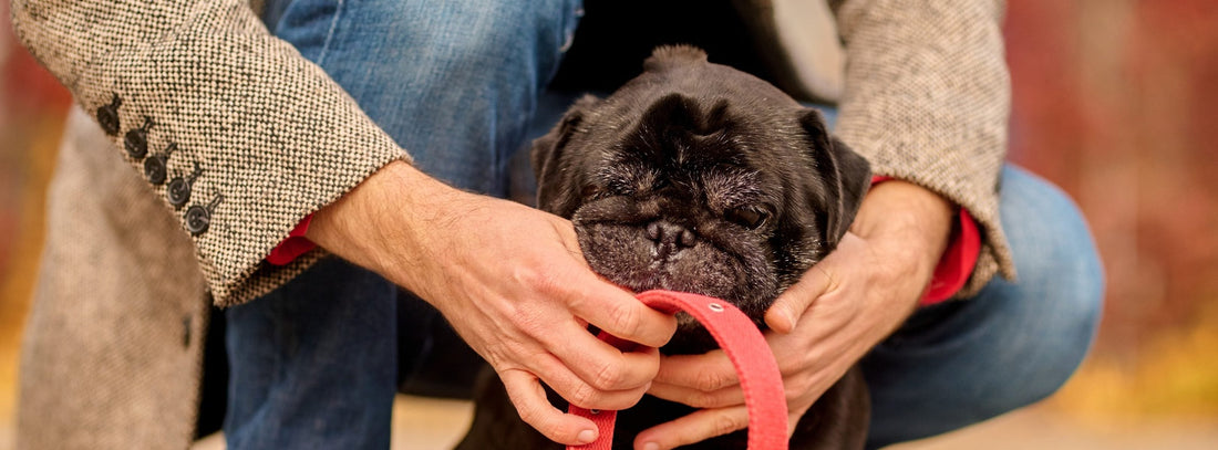 Man erkennt einen Hundehalter nicht an der Leine.  &nbsp;Sondern an dem, was am anderen Ende passiert. 