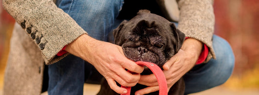 Man erkennt einen Hundehalter nicht an der Leine.  &nbsp;Sondern an dem, was am anderen Ende passiert. 