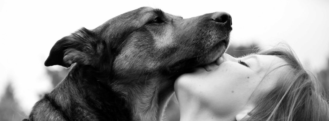 Wenn ein Hund leise dorthin findet, wo Worte nicht mehr hinkommen