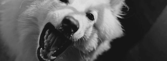 Agressiver Hund zeigt seine Zähne