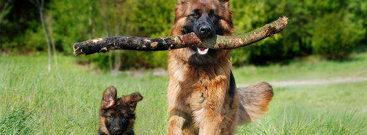 Welpen und erwachsenen Hund zusammenführen