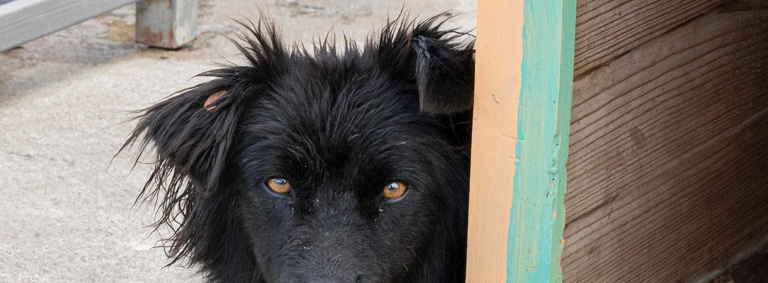 Schwarzer Straßenhund in Rumänien liegt vor einer Hütte und blickt aufmerksam in die Kamera