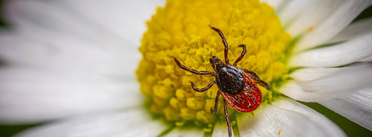 Hundemalaria (Babesiose) beim Hund