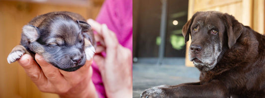 Vom ersten tapsigen Hunde Pfotenabdruck bis zum Senior