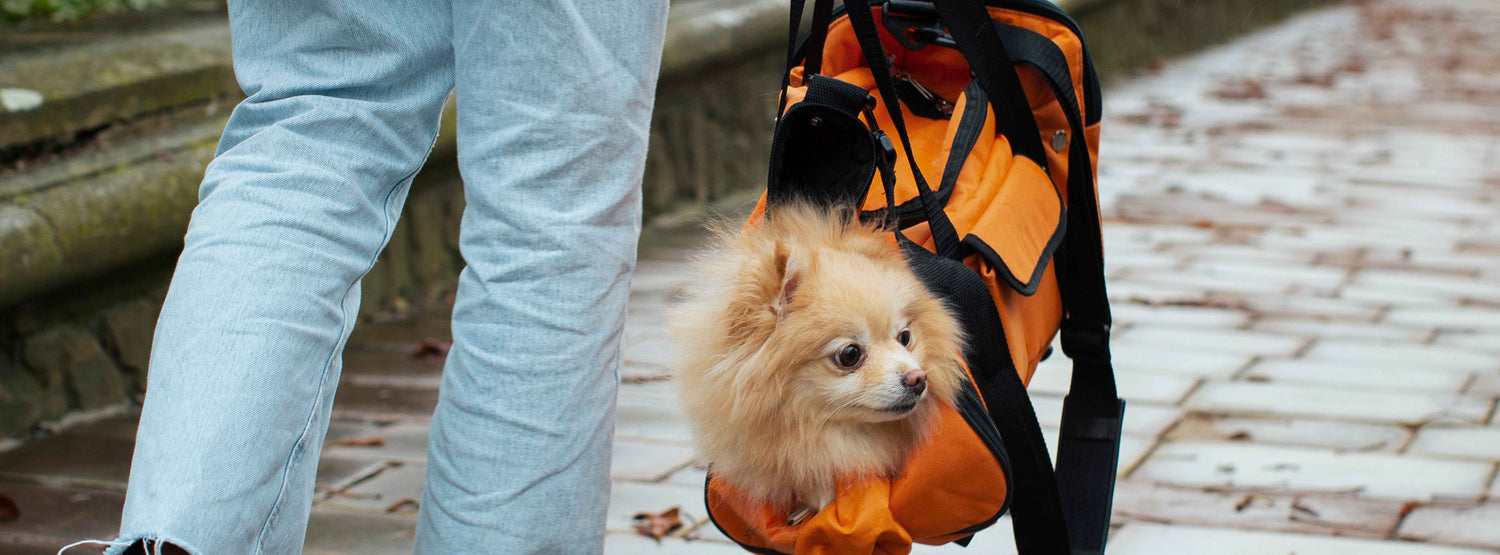 Hund in einer Tragetasche