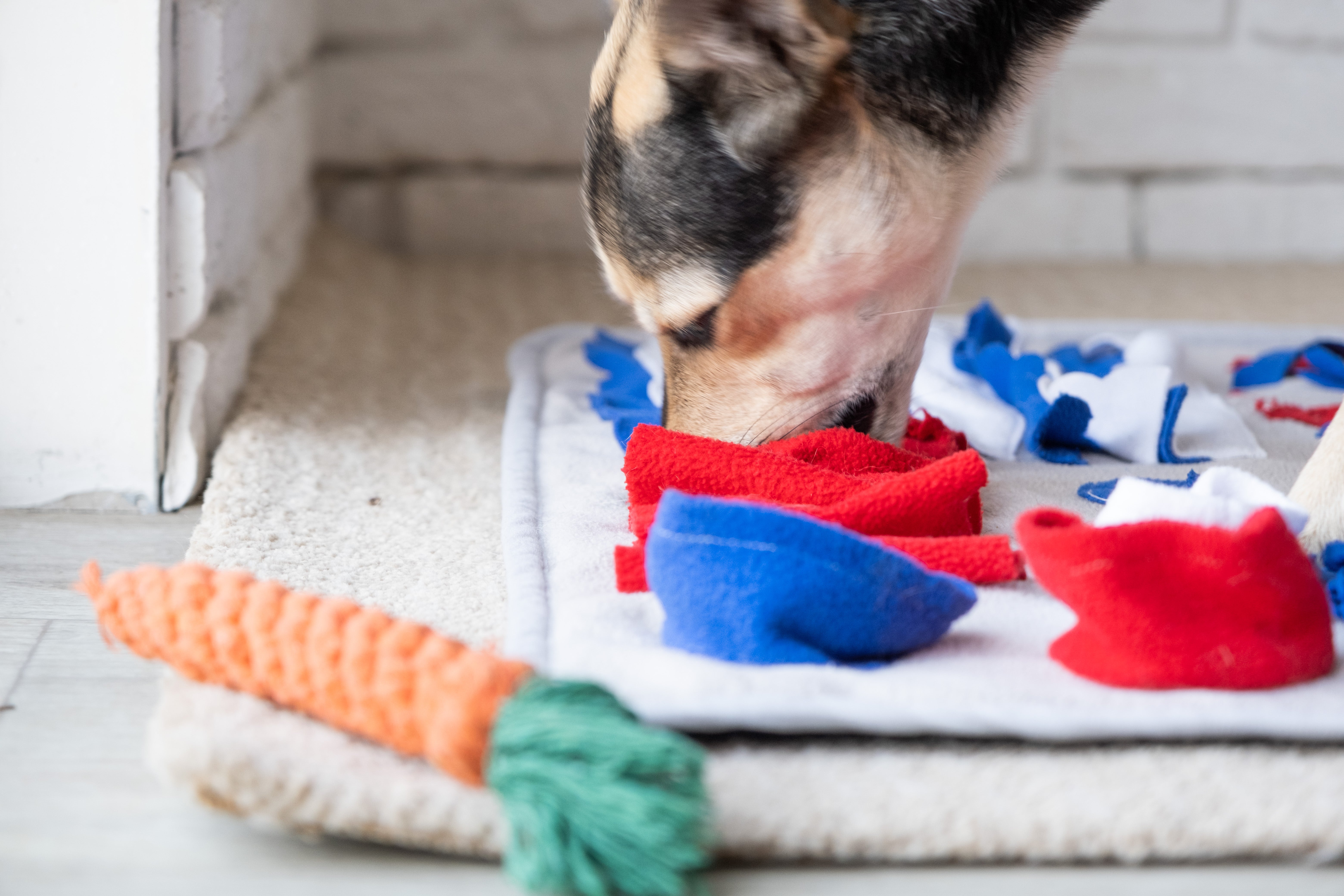 BESPORTBLE 3-teiliges Hundespielzeug – Plüsch-Socken Mit Quietscher, Interaktiv & Robust Für Große Und Kleine Hunde