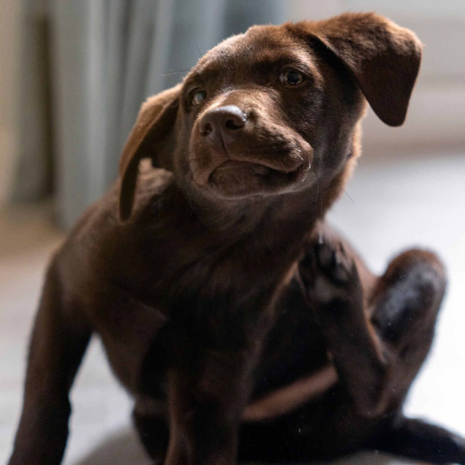  Eddy’s Hundewelt ist umgezogen.