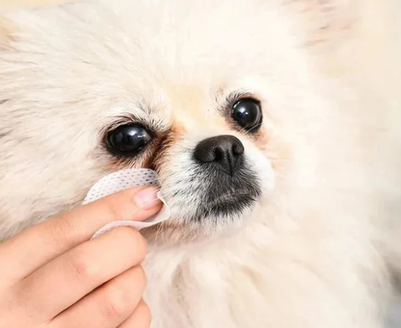 Augen und Ohrenpflege