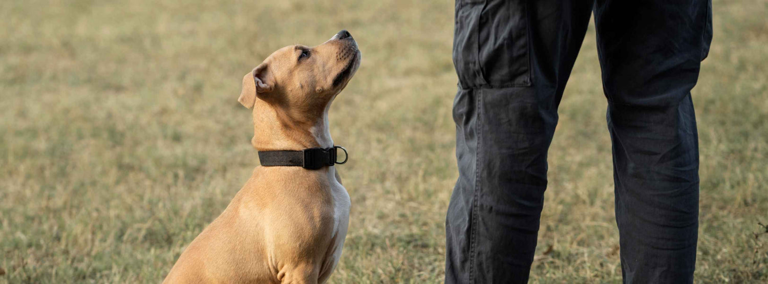 Elektronisches Hunde-Trainingshalsband – Effektives Training