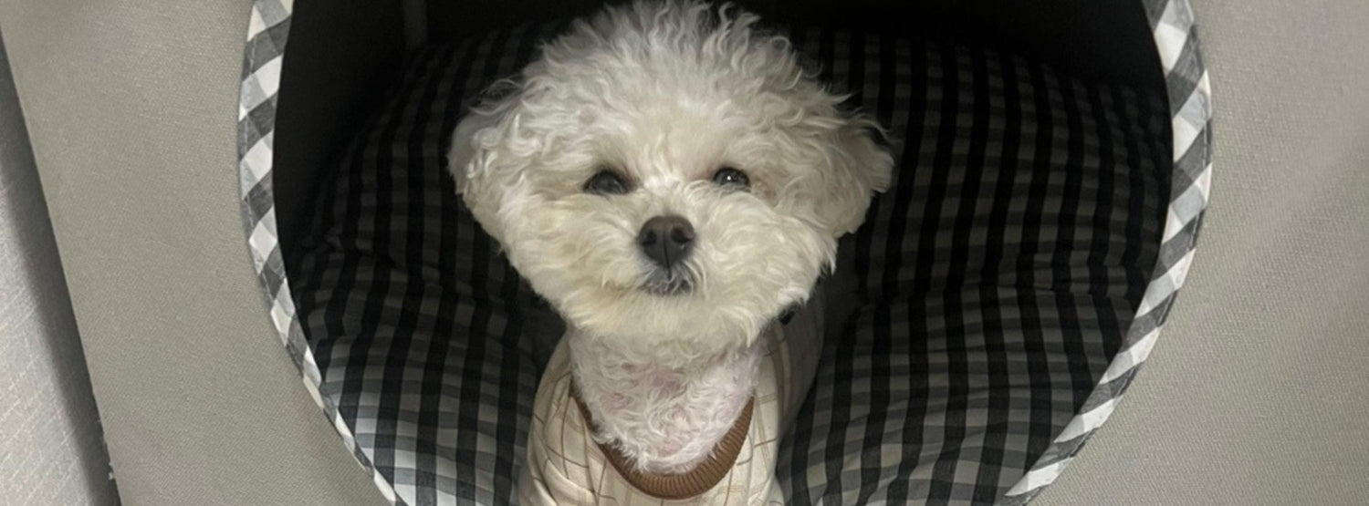 Besondere Hundeplätze 