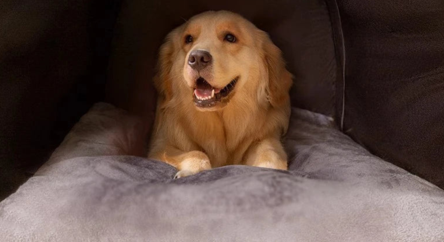 Warum Ihr Hund diese Hundehütte lieben wird
