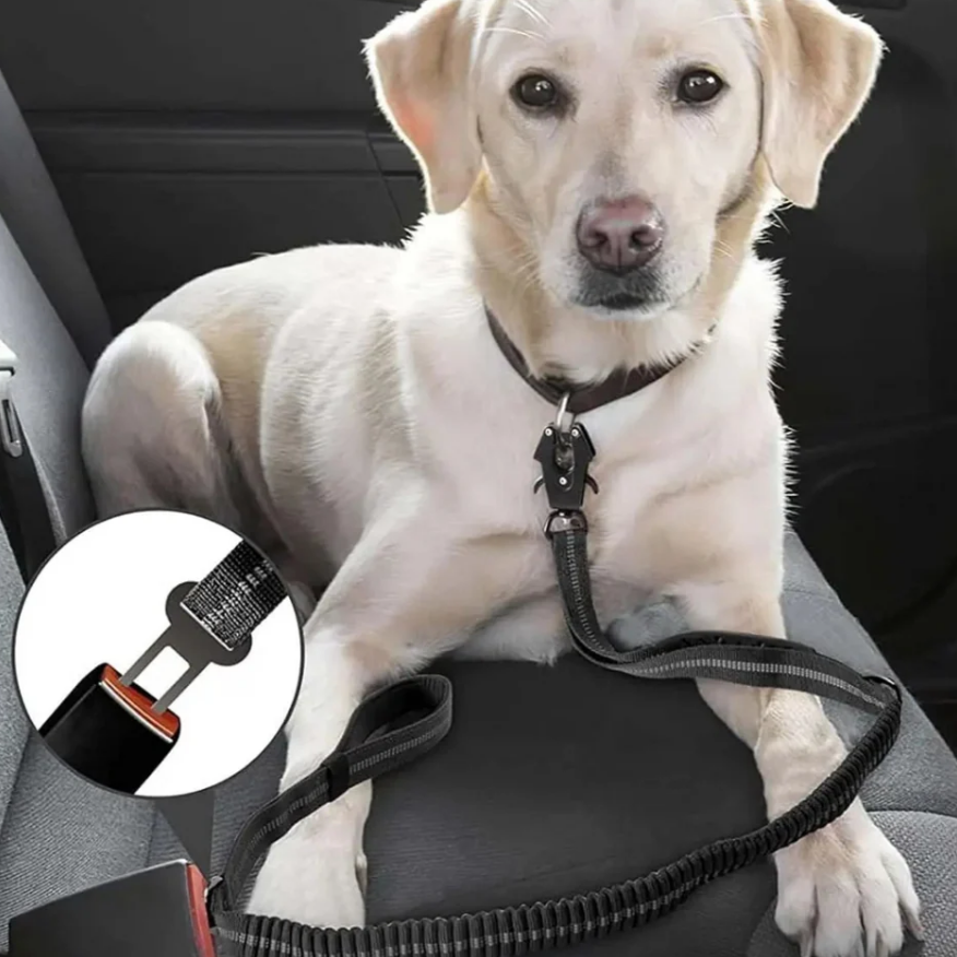 Hunde mit Hundeleine im Auto 