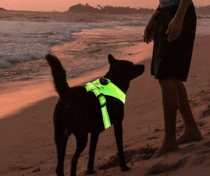 Beleuchtetes Hundegeschirr – Sicherheit bei Nacht