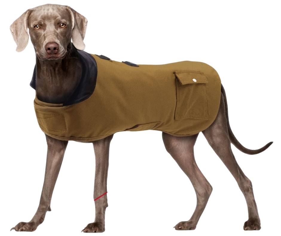 Beheizbarer Hundemantel für den Winter