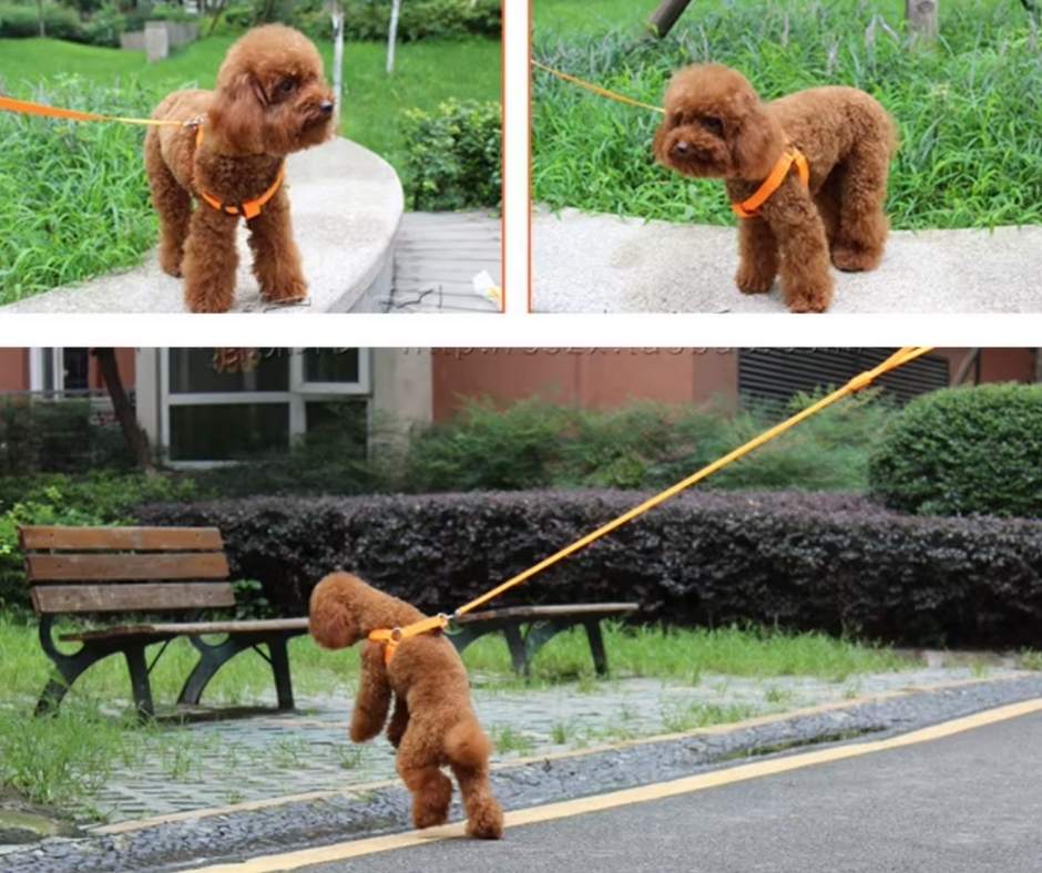 Hundegeschirr mit LED