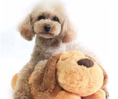 Hunde Baby  Sammy mit Herzschlag