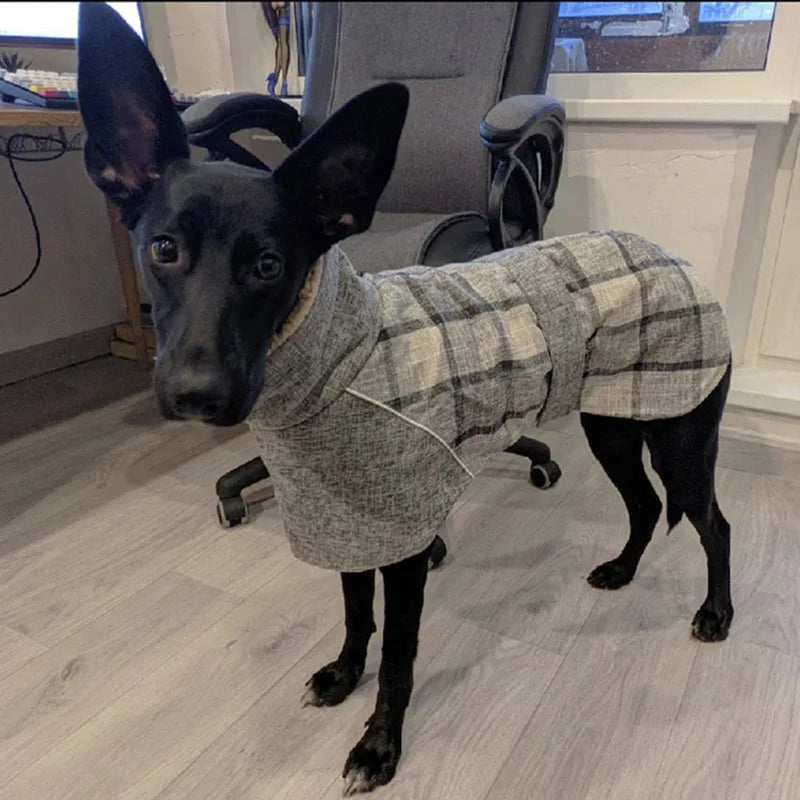 Schwarzer Hund mit beigebrauner Karo-Jacke – stabile Passform, Indooraufnahme.